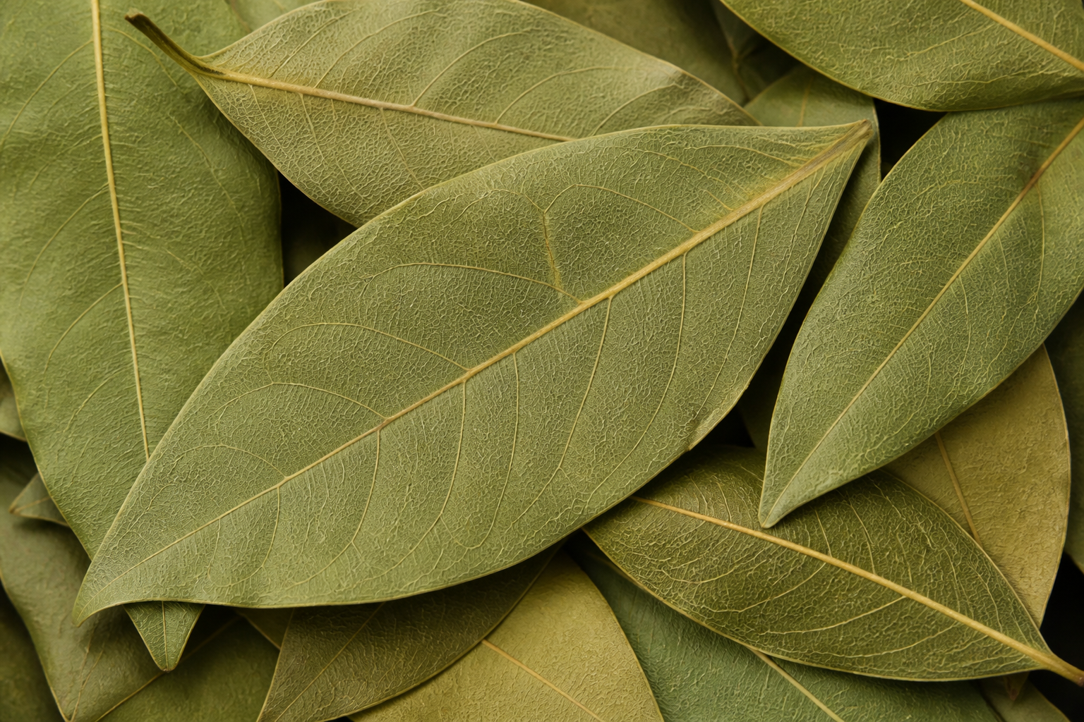 Close-up of export quality whole dried Bay Leaf Tej Patta leaves